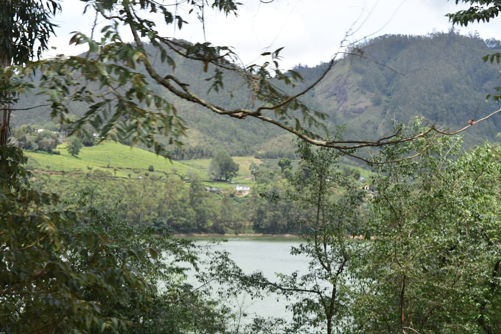 a lake surrounded by trees