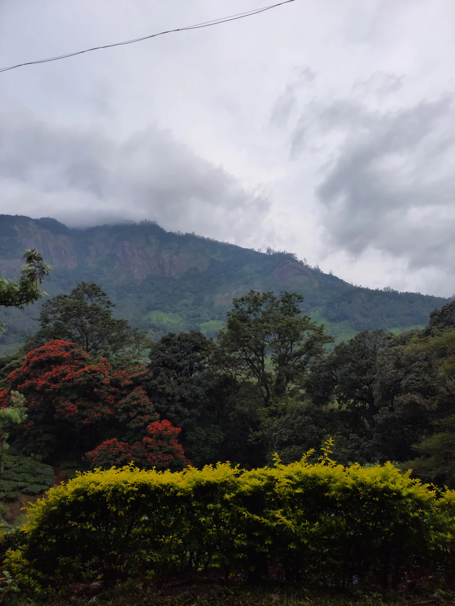 A landscape with trees and mountains in Munnar