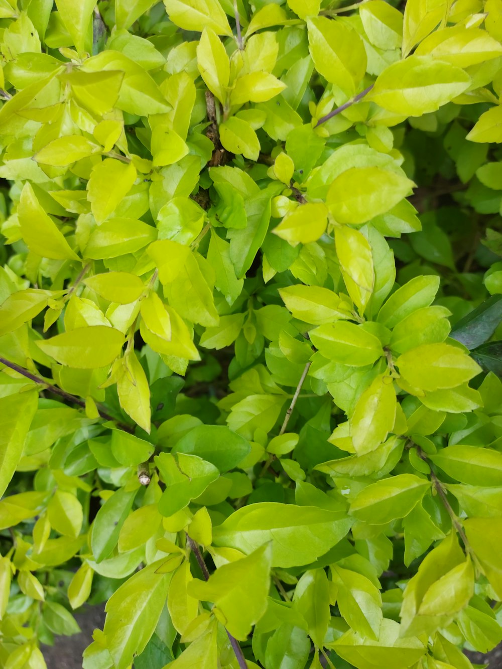 a close up of a plant