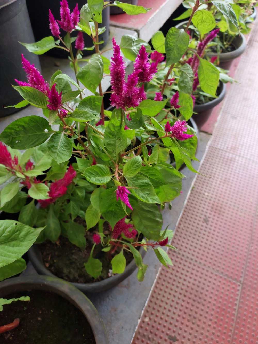 a group of potted plants