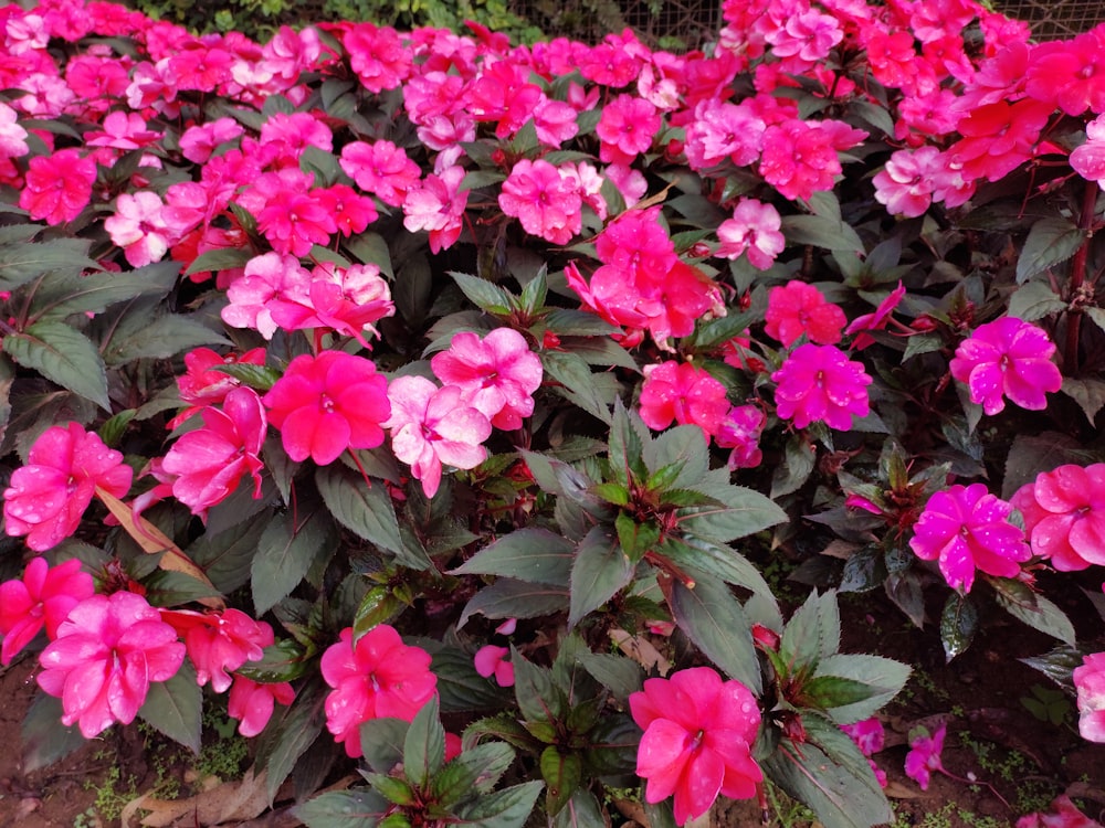 a group of pink flowers