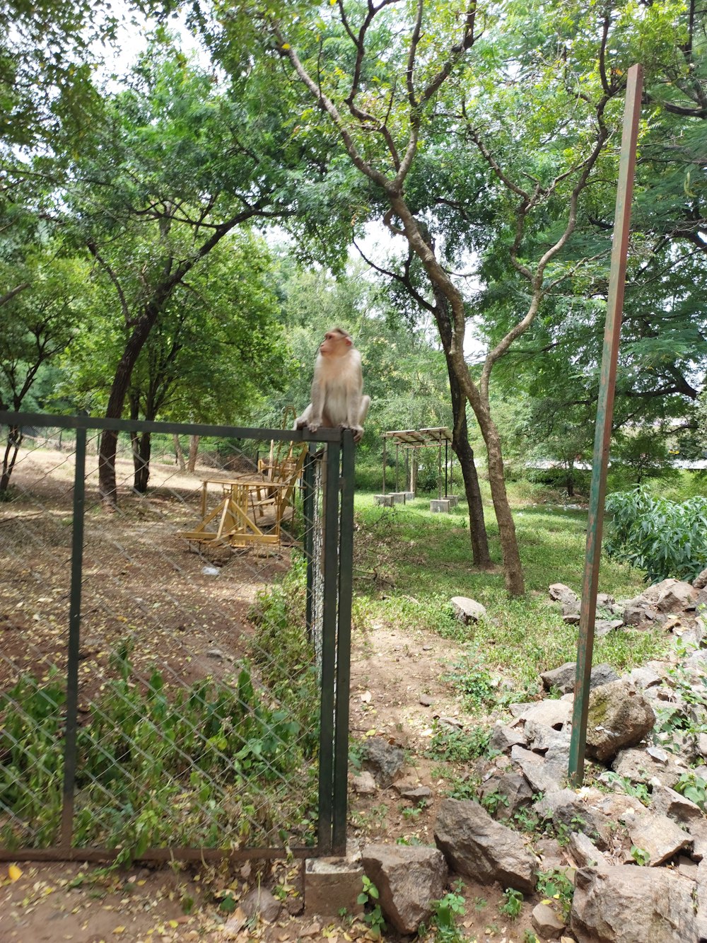 a bird sitting on a fence