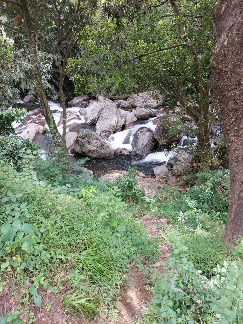 a stream in a forest