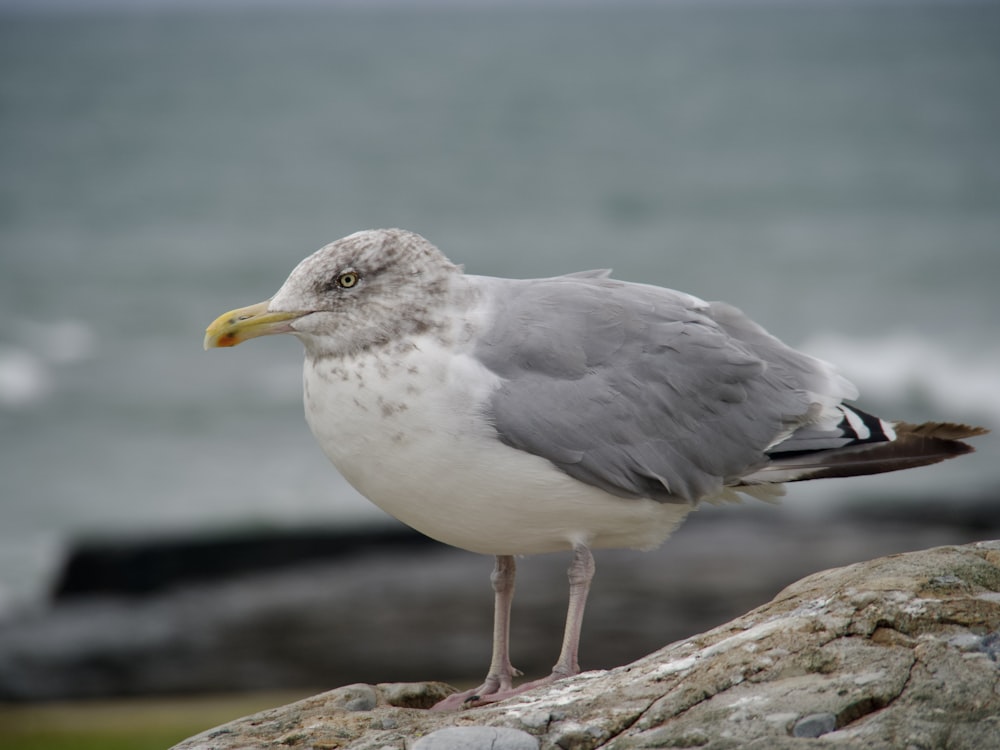 a bird standing on a rock