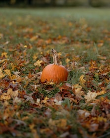 a pumpkin in the grass