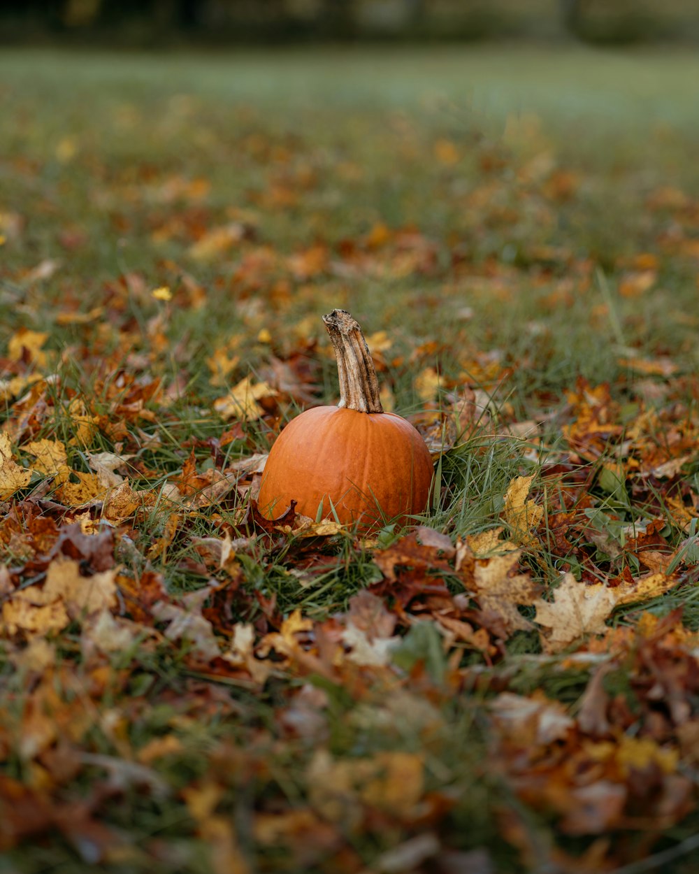 a pumpkin in the grass