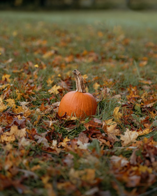 A pumpkin in the grass