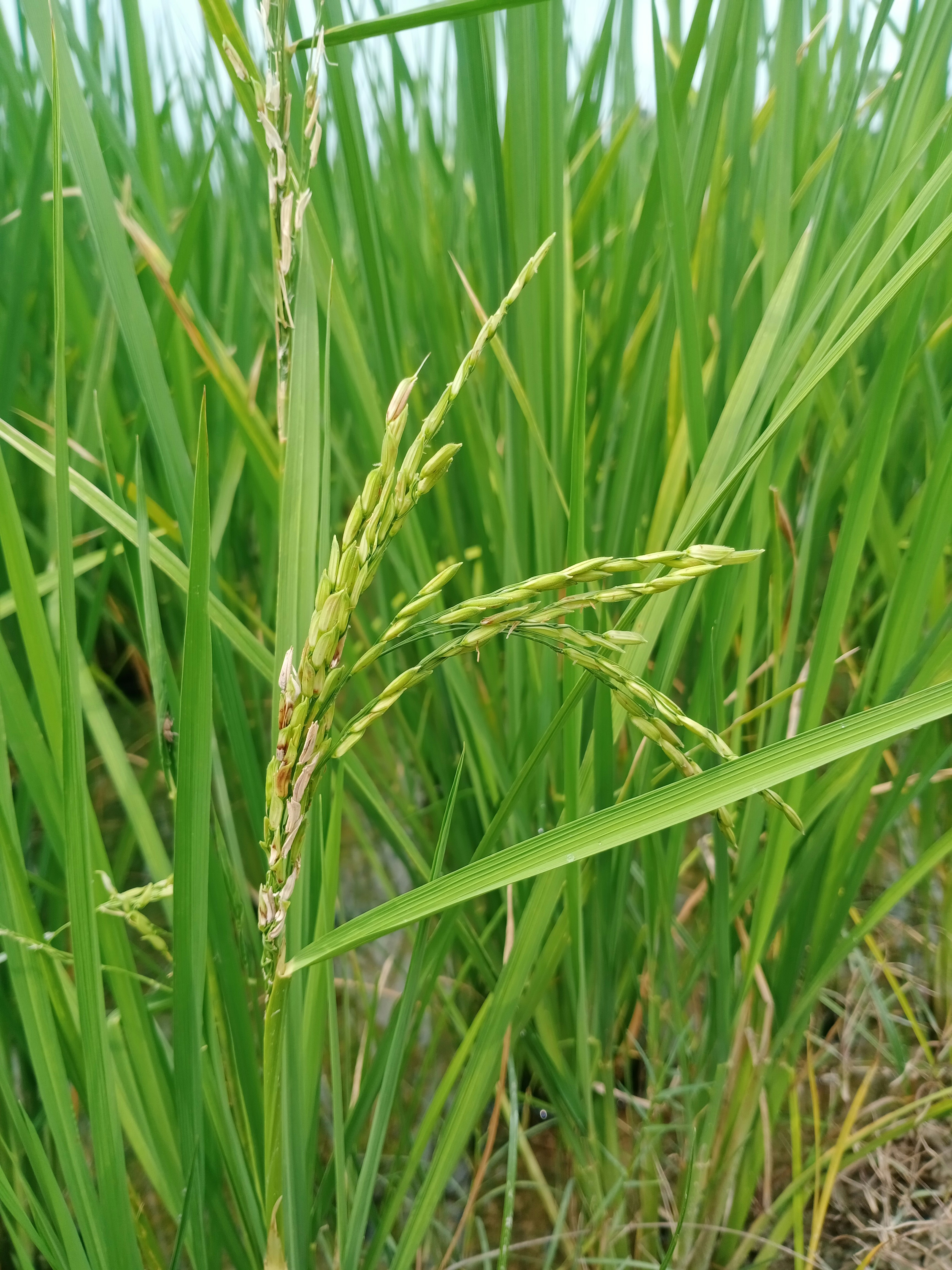 Photo by digvijay0007