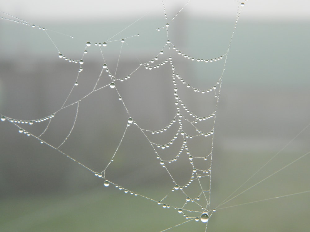 a spider web with water droplets