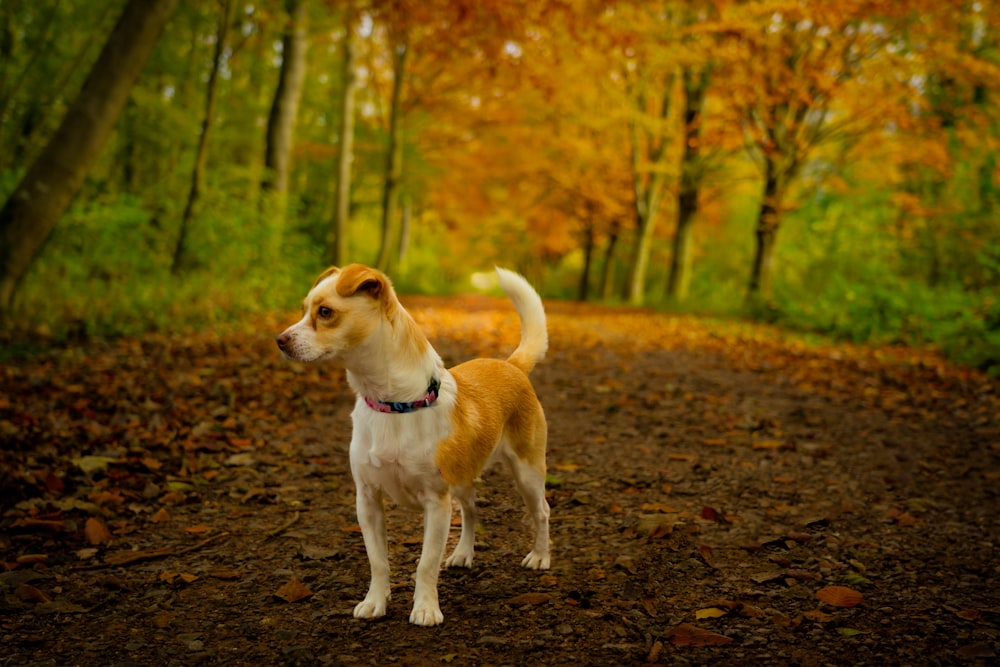 Un chien debout sur un chemin dans une forêt