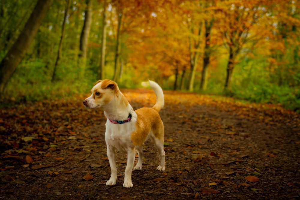 a dog standing on a path in a forest
