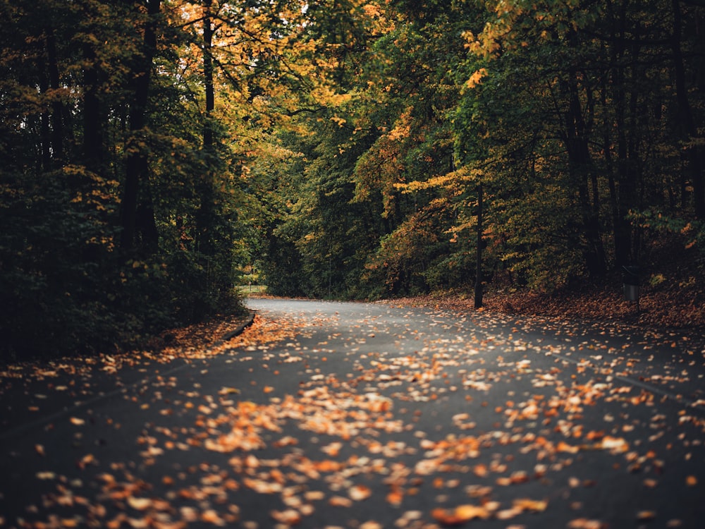 a path in a forest