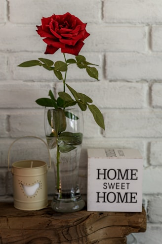 a red rose in a vase