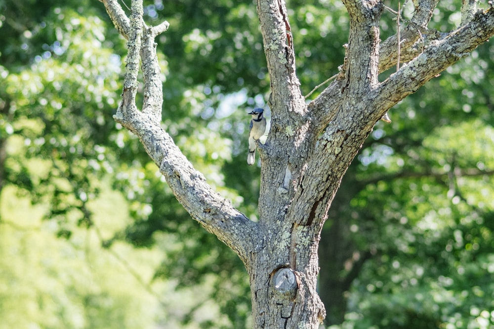 a bird perched on a tree