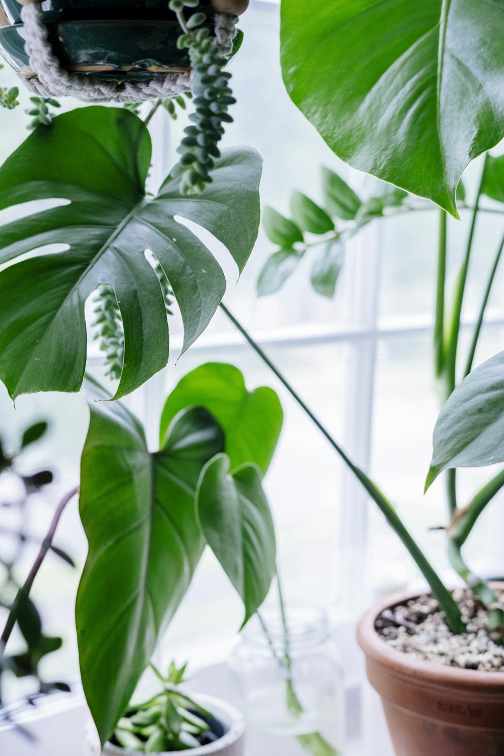 a plant with green leaves