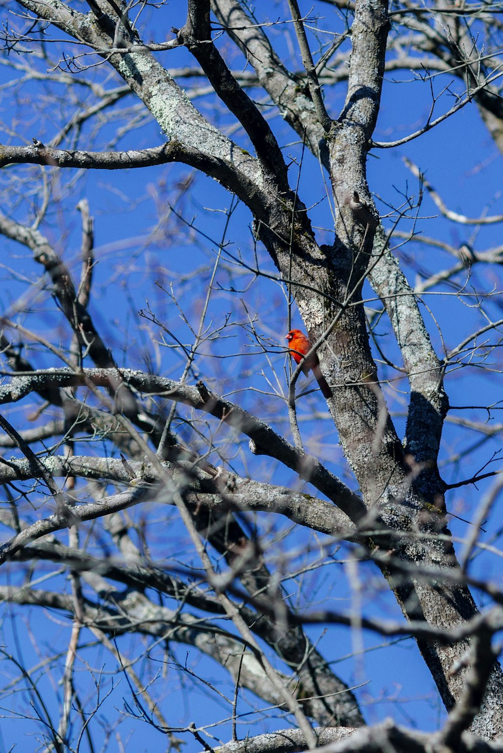 a bird sitting on a tree branch