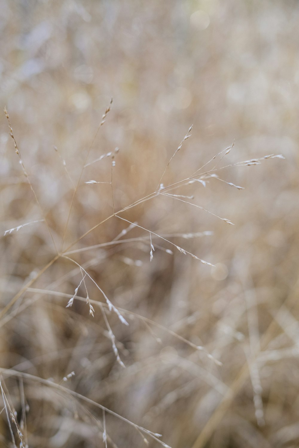 close up of wheat