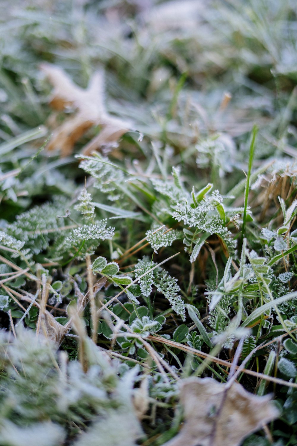 un gros plan de quelques plantes