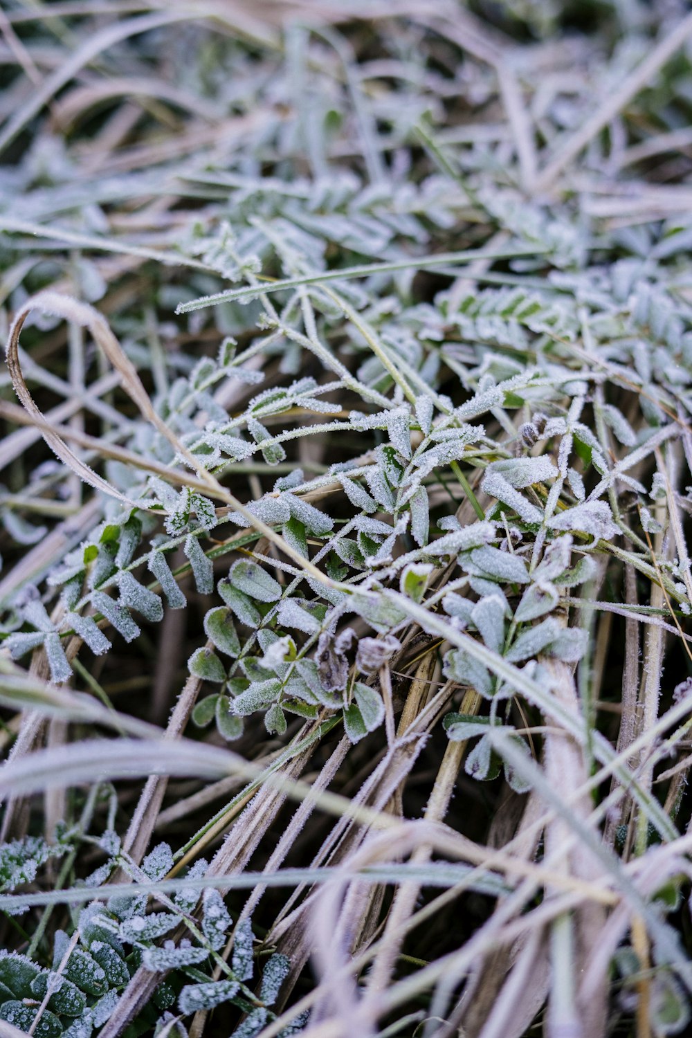 close up of grass