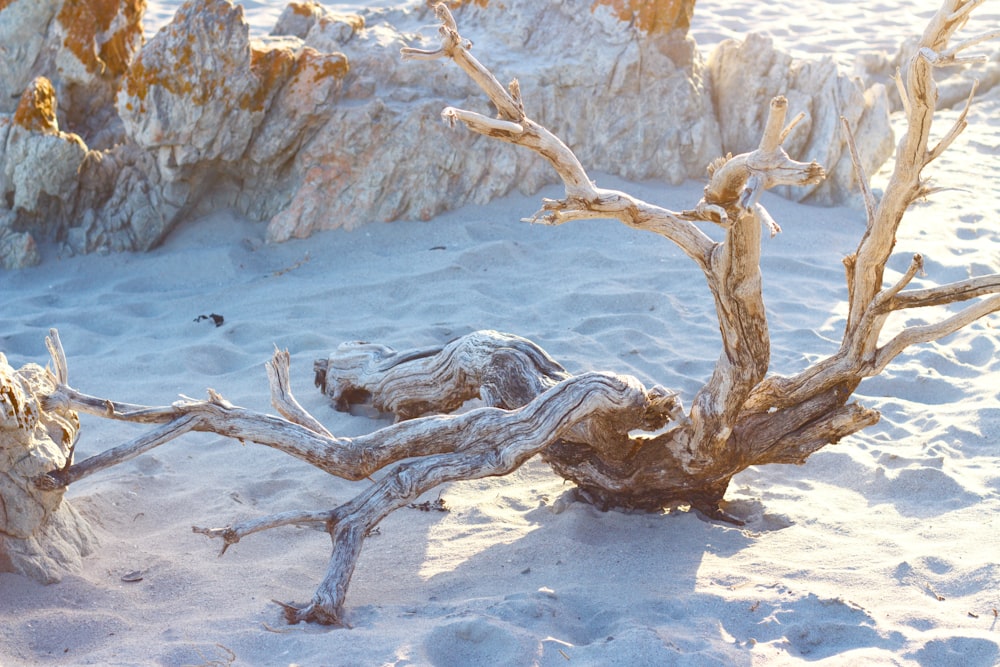 a group of bare trees in the snow