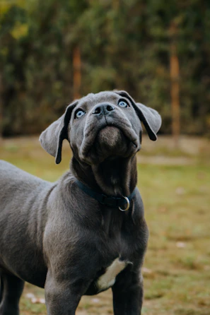 a dog standing outside