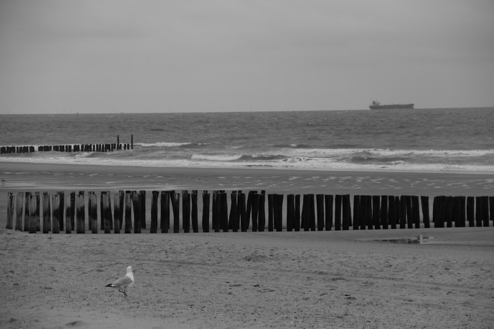 a bird on a beach