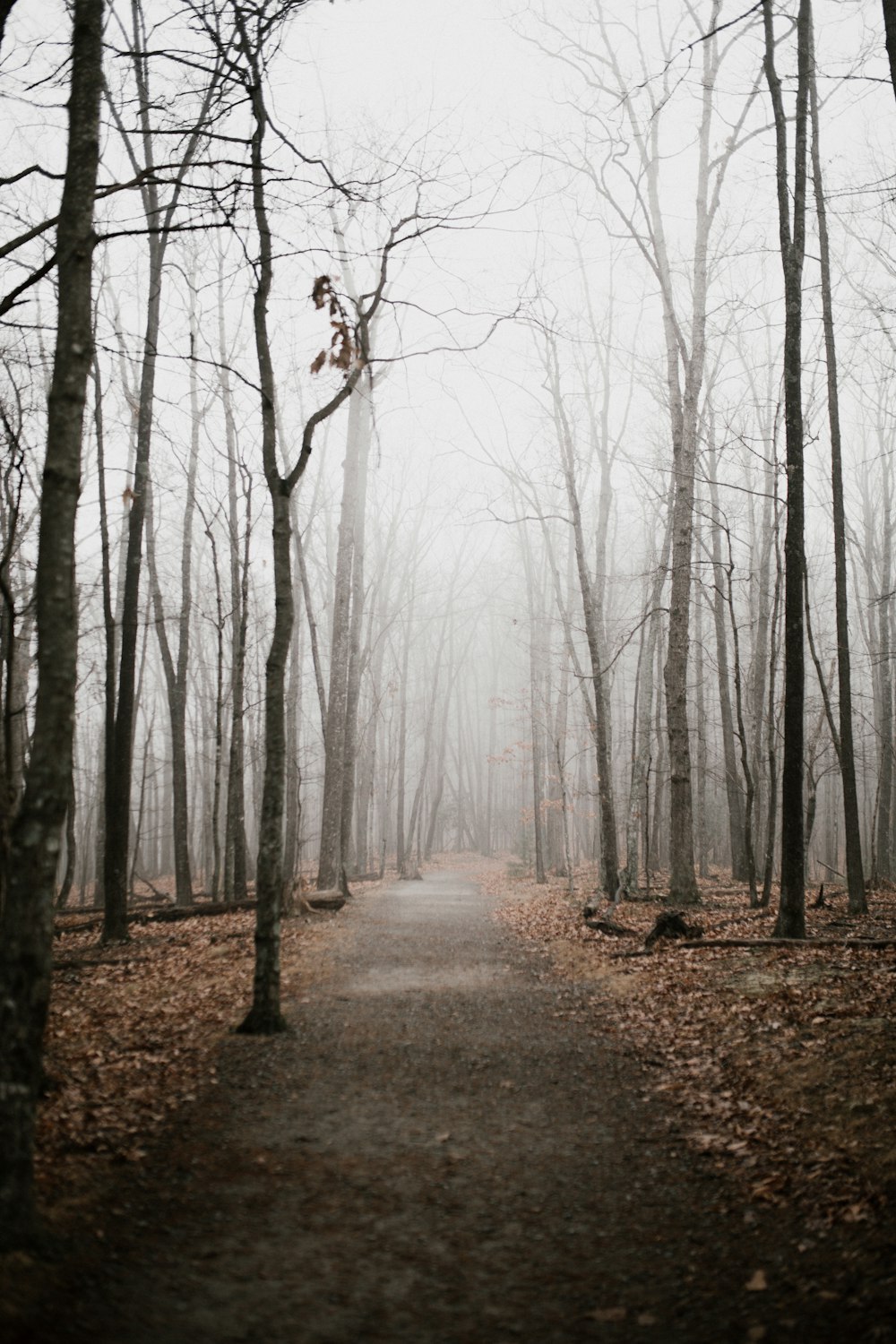 un chemin arboré de chaque côté