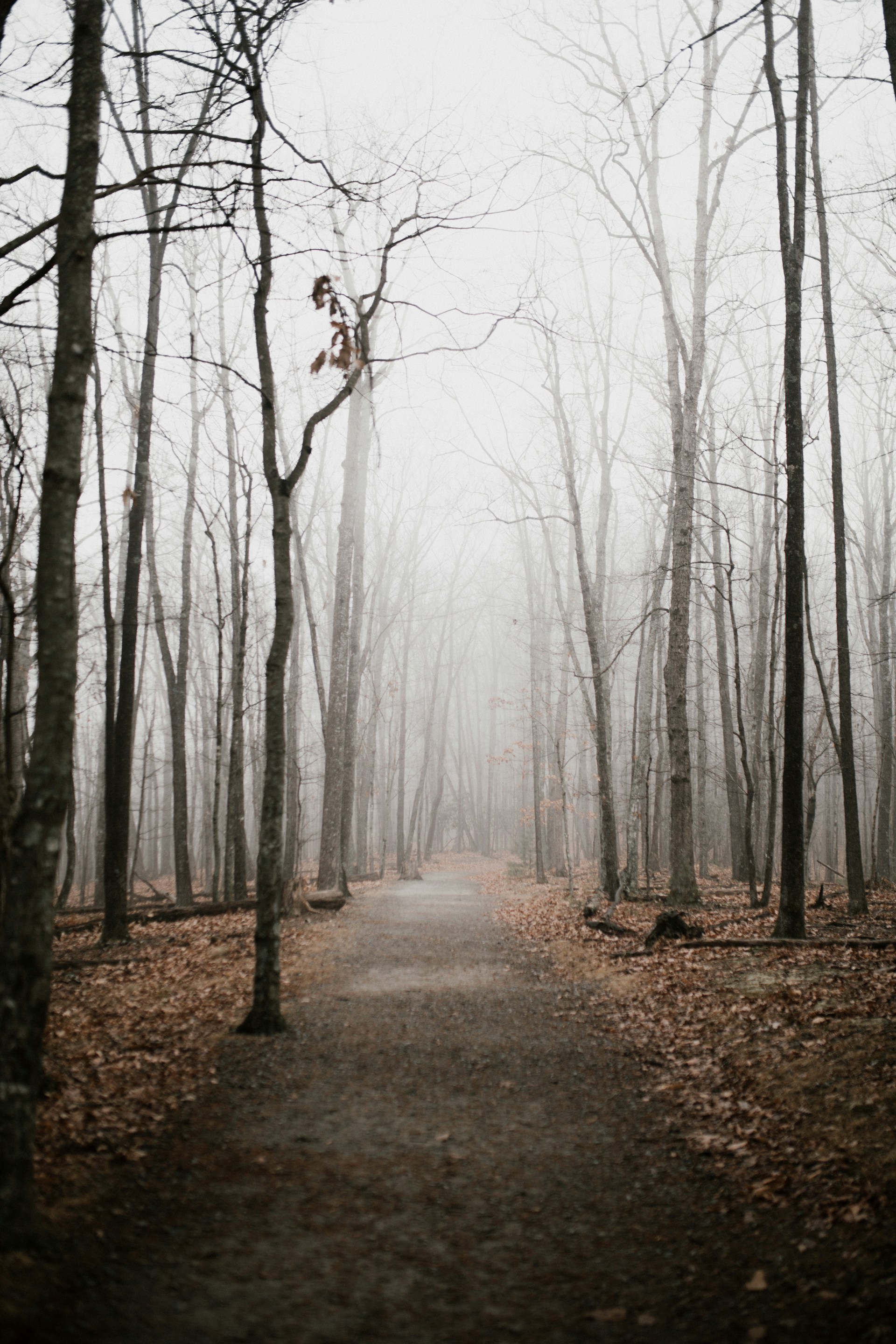 a path with trees on either side