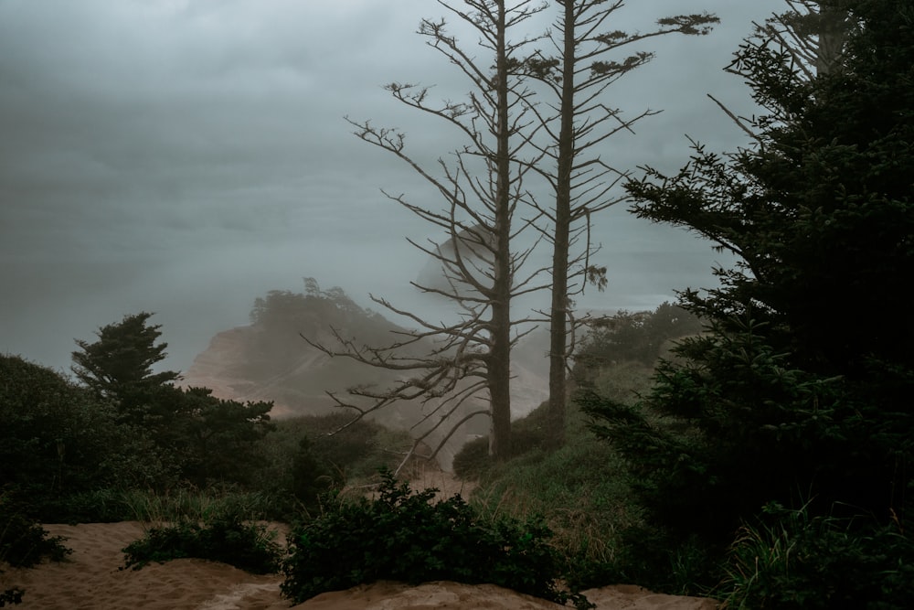 a group of trees in a forest