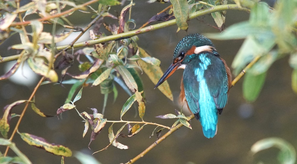 a bird on a tree branch