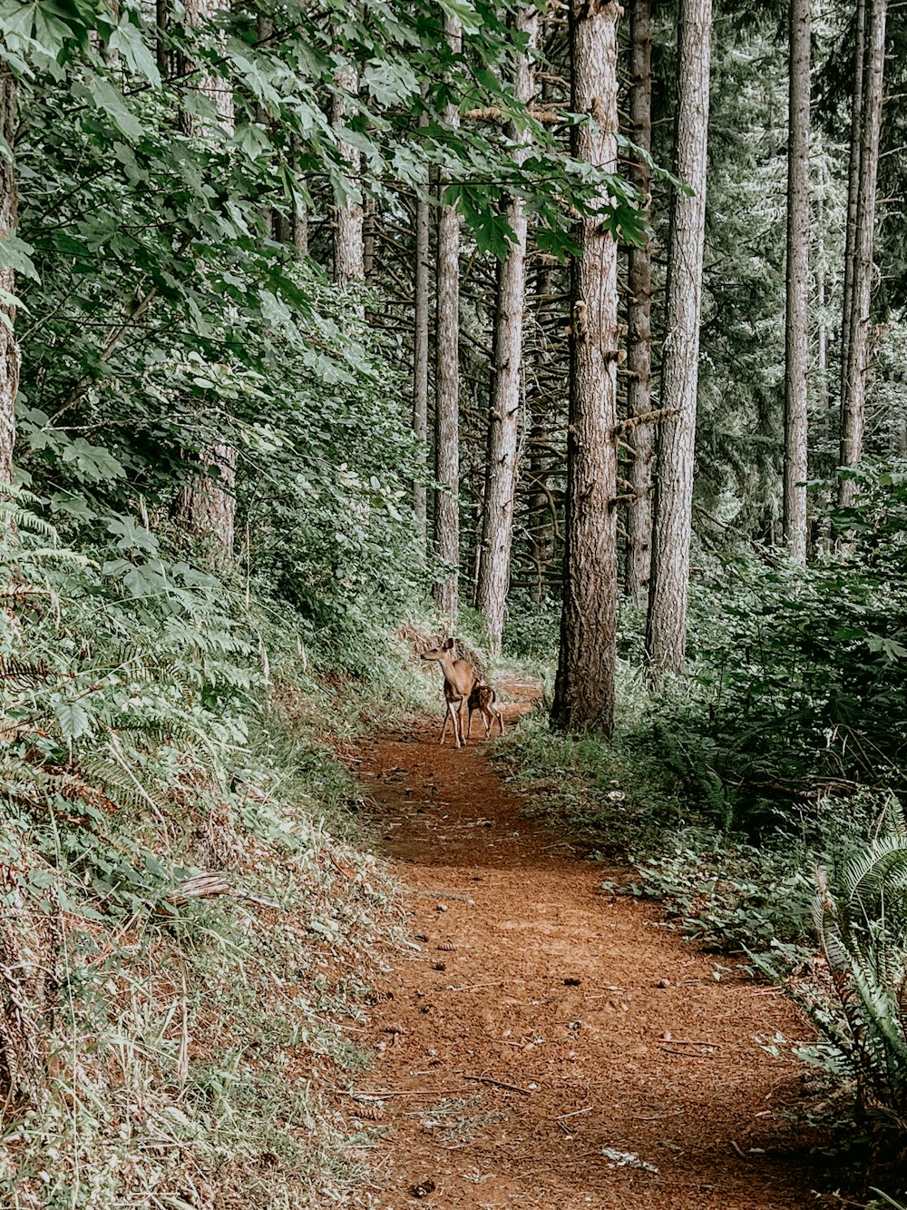 Un cane che cammina su un sentiero nel bosco