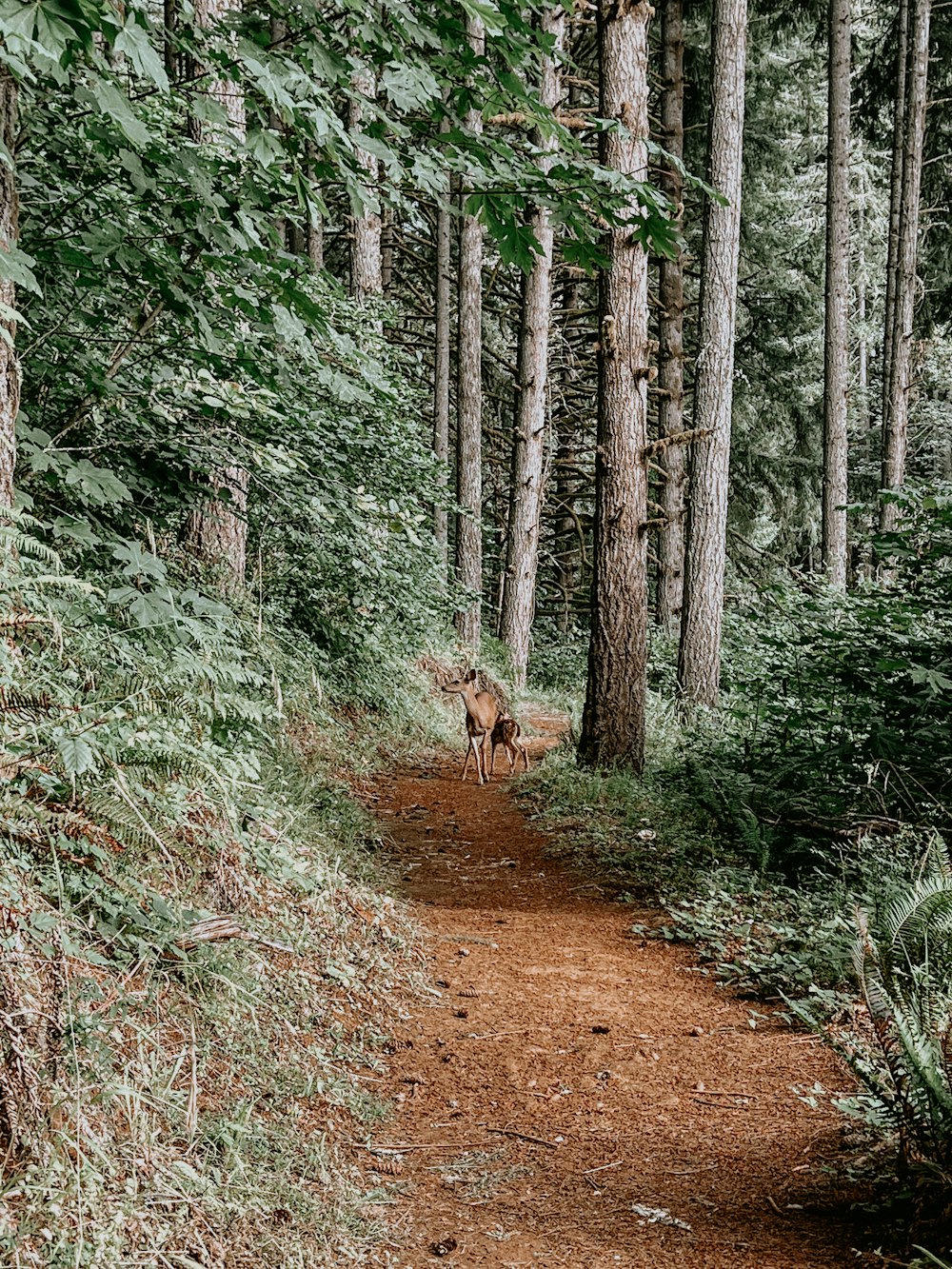 a dog walking on a path in the woods