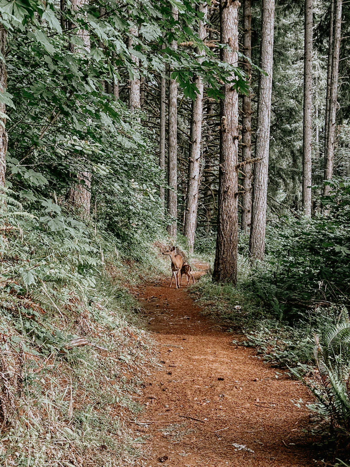 A deer on a forest trail among tall firs