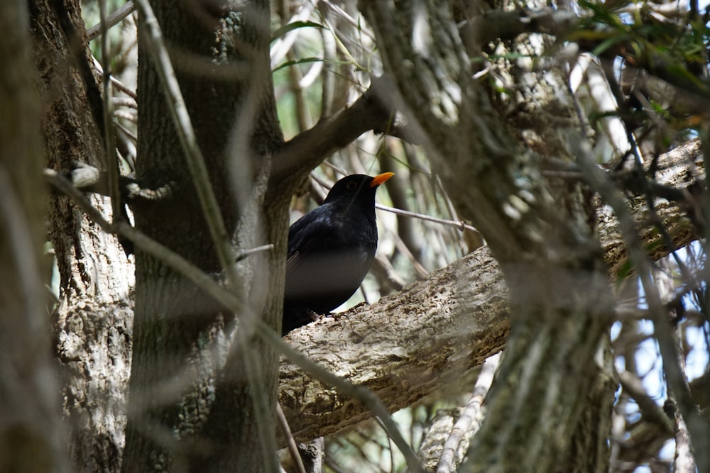 a bird sitting on a tree branch