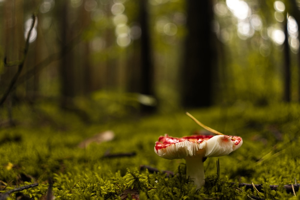 a mushroom growing in the grass