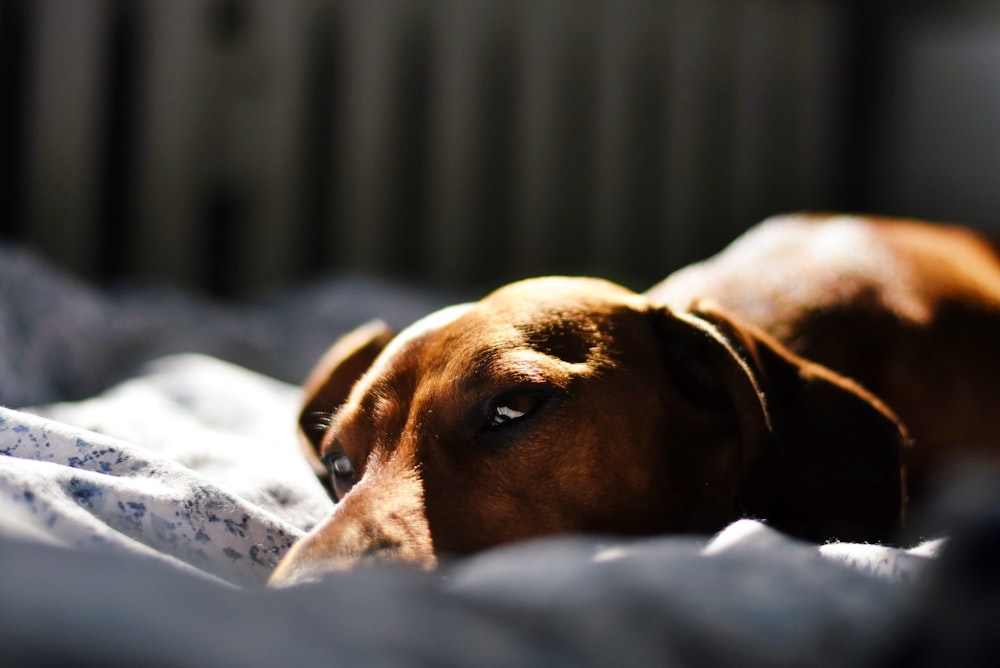 a dog lying on a bed