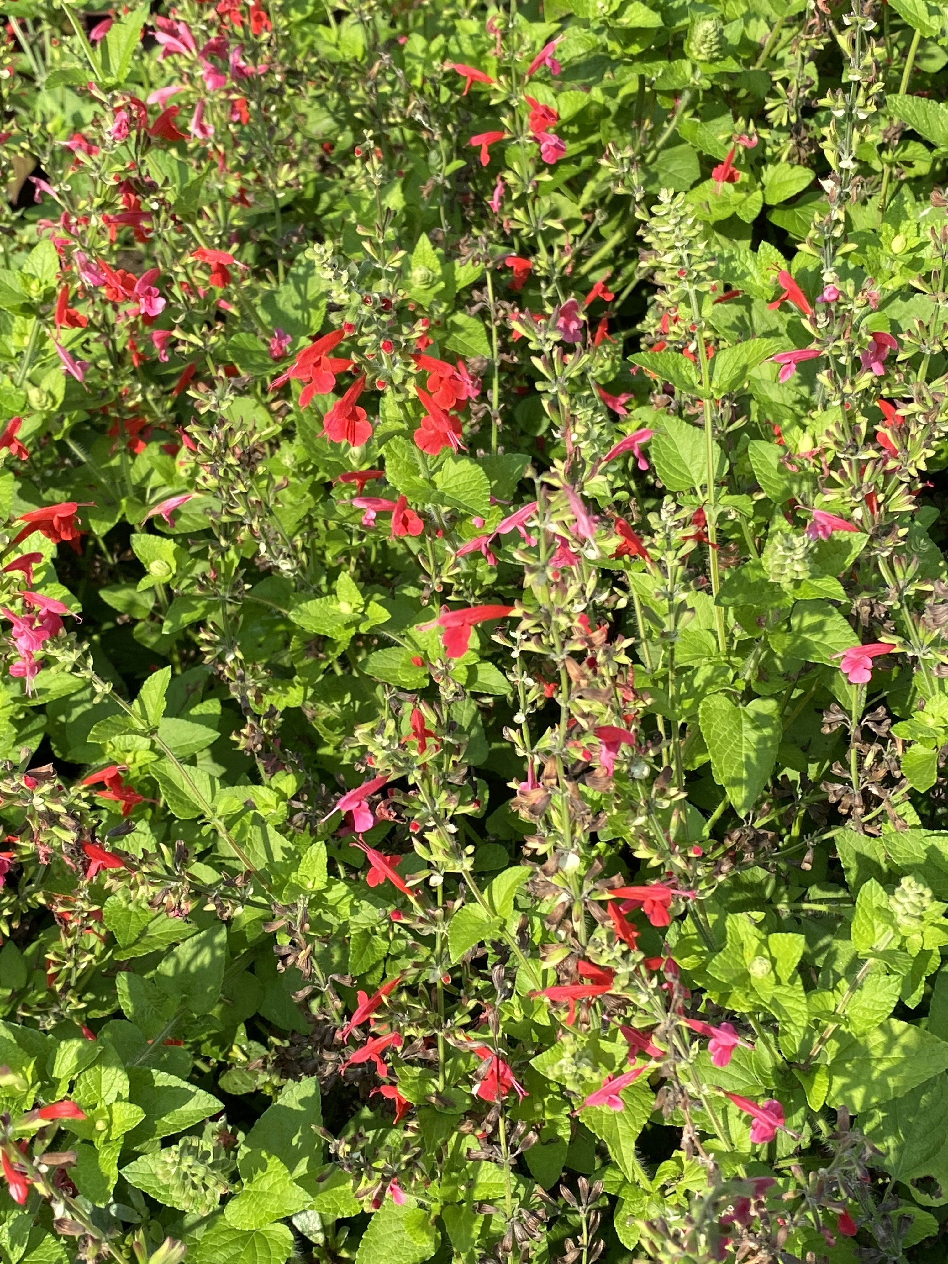 Foto zum Thema Ein Strauch mit roten Blüten Kostenloses Bild zu