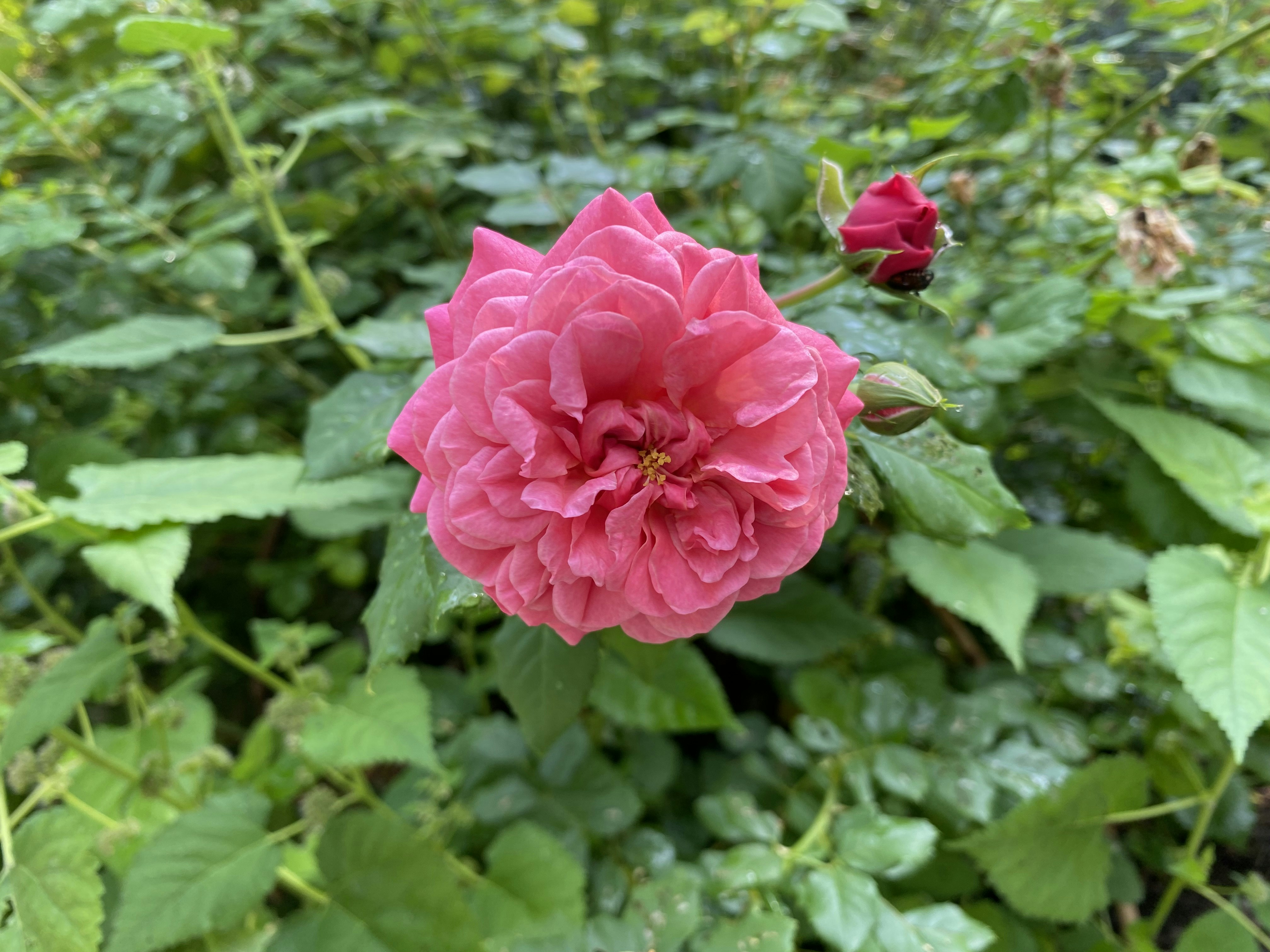 Photo by thehopester