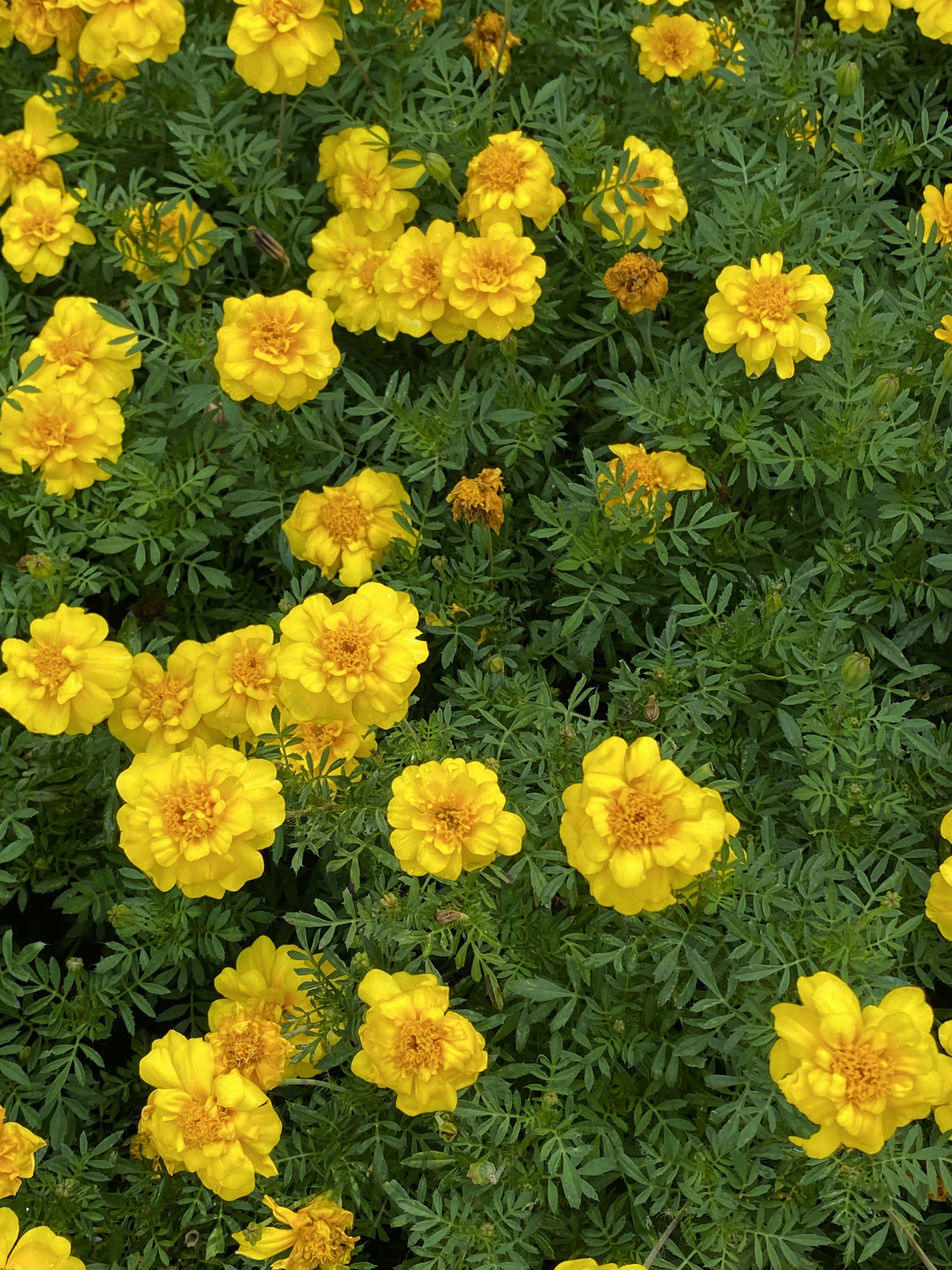 Photo by thehopester