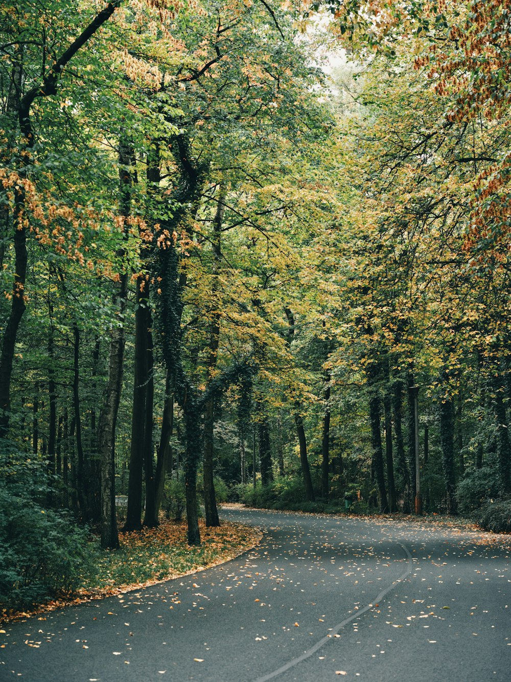 a road with trees on either side