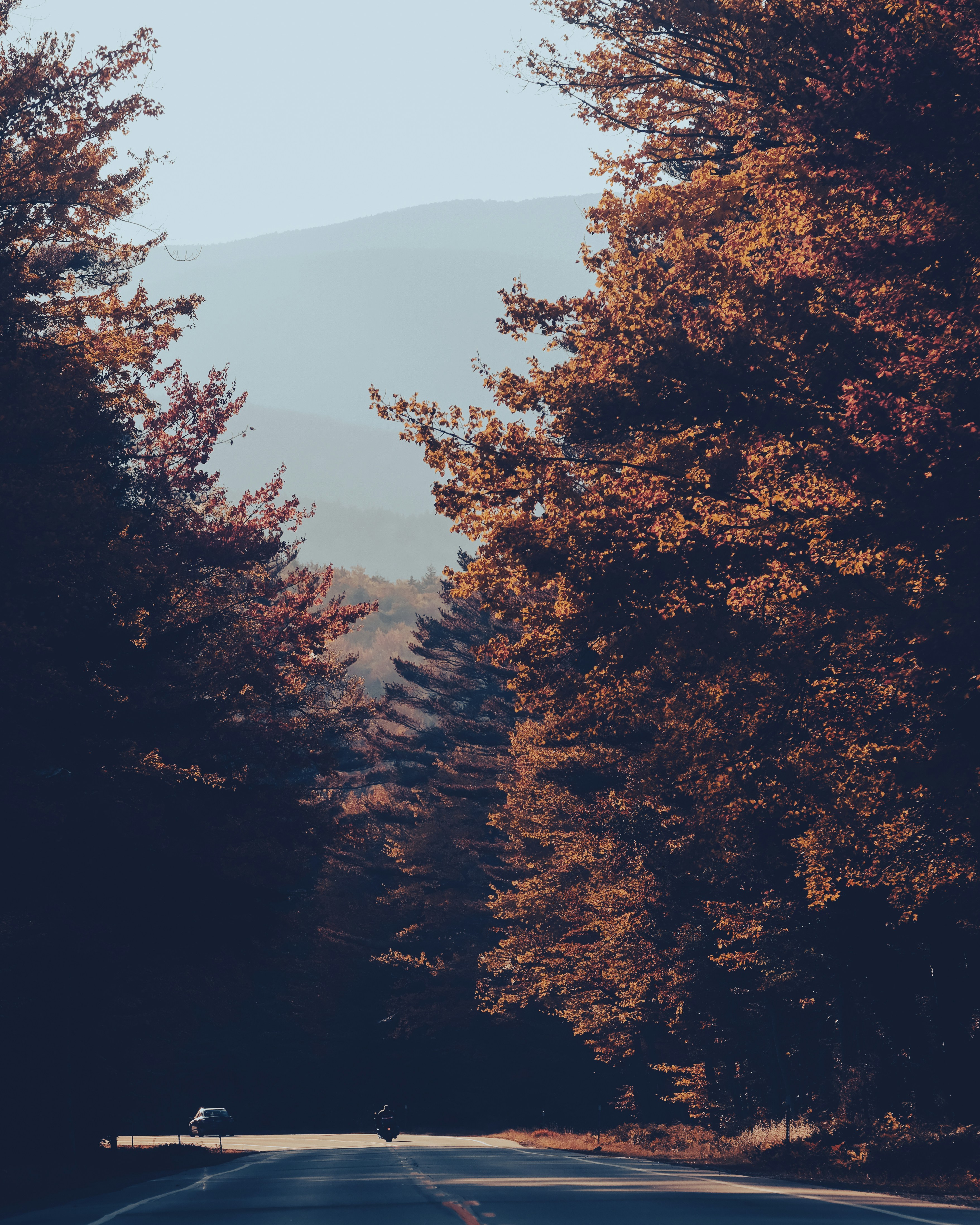 a road with trees on either side
