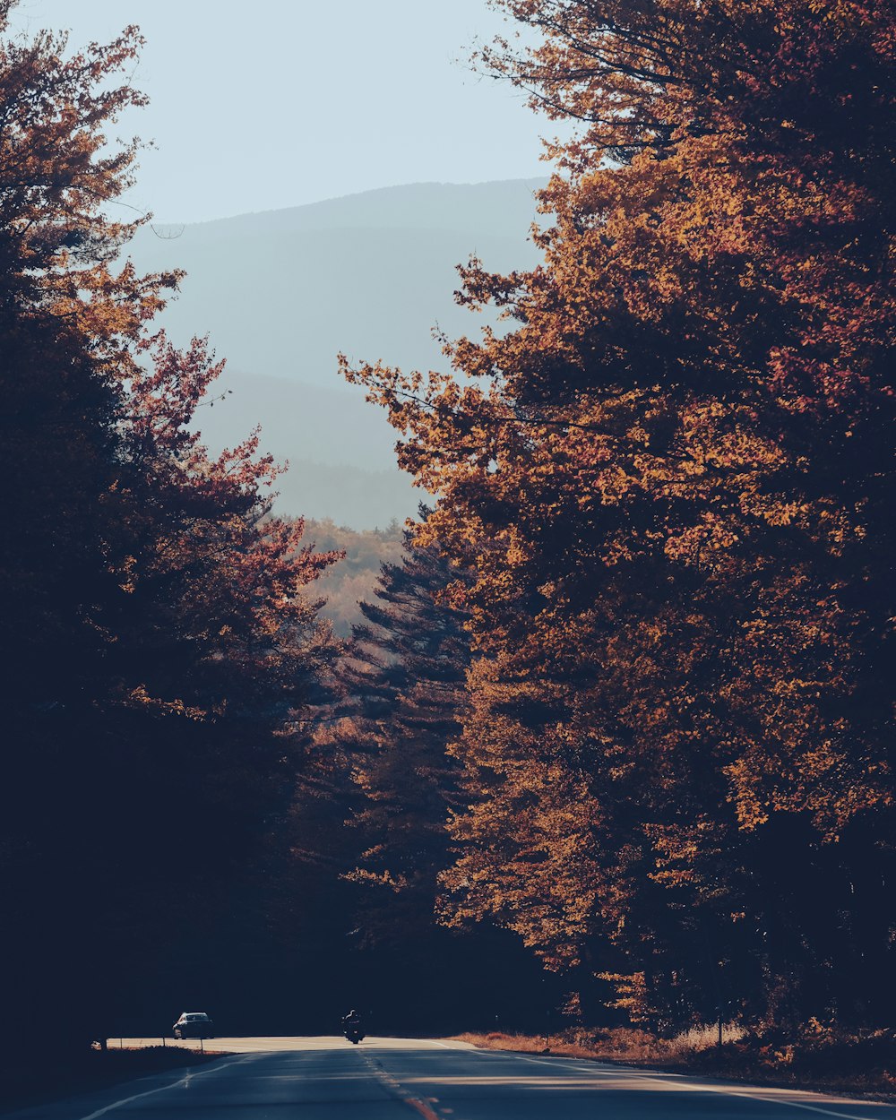 a road with trees on either side