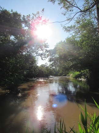 Sunlight filtering through trees over a calm river feeding the aqueduct.