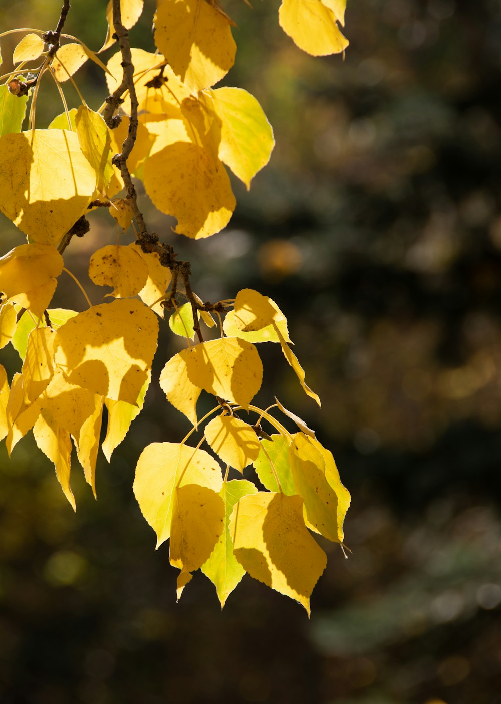 a close up of yellow leaves