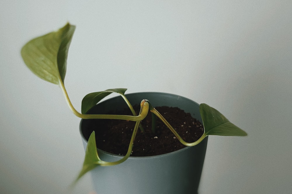 a plant in a pot