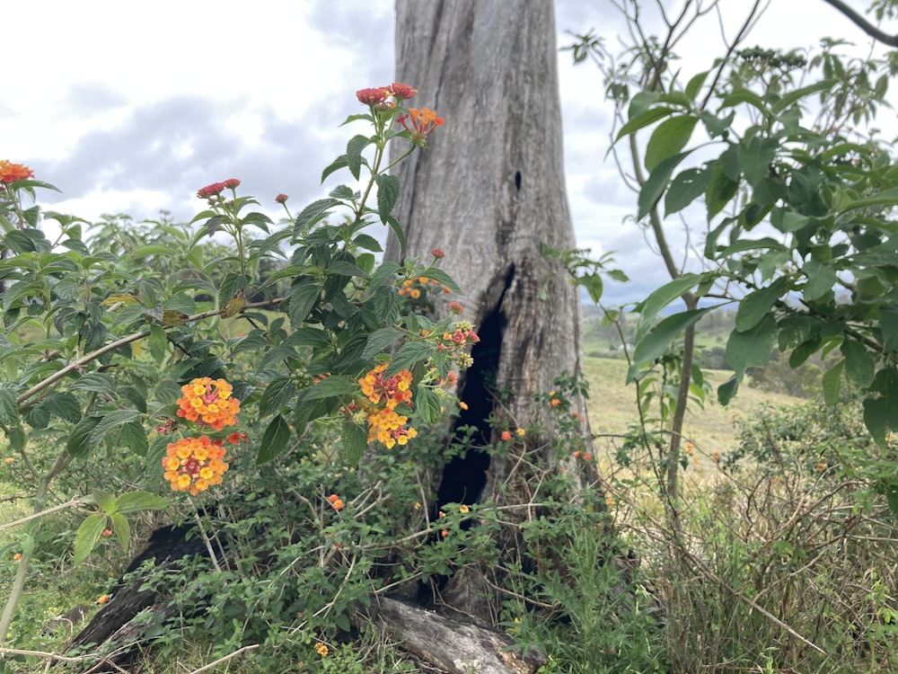 a tree with flowers growing on it