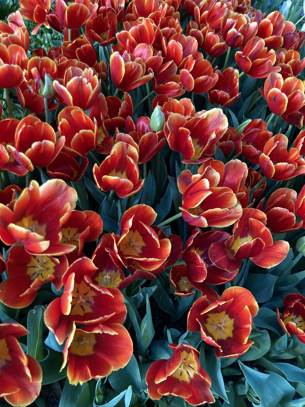 a group of red flowers