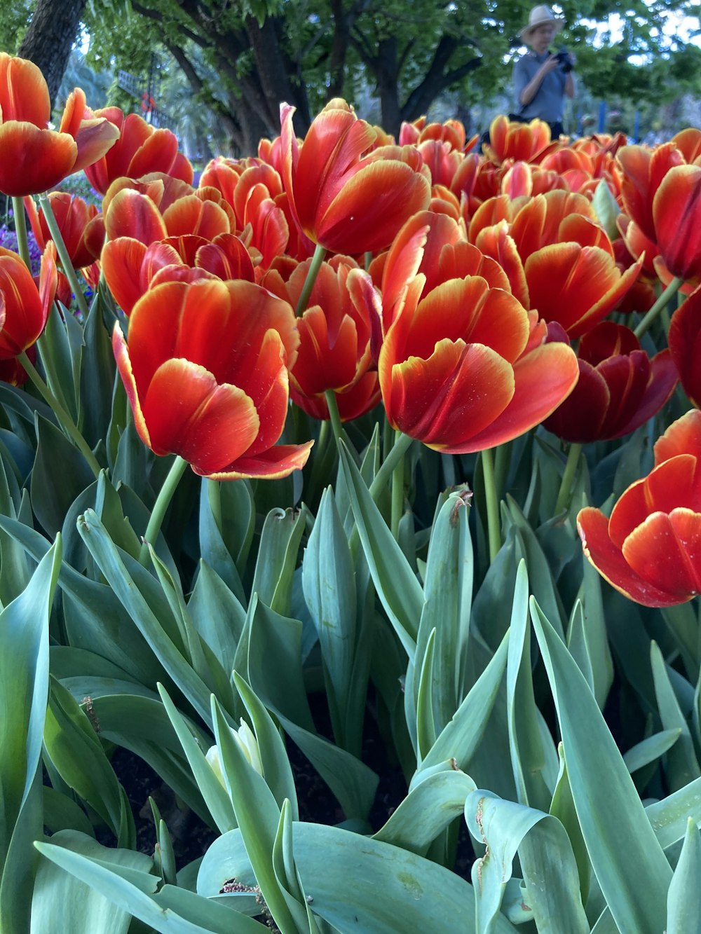 a group of red flowers