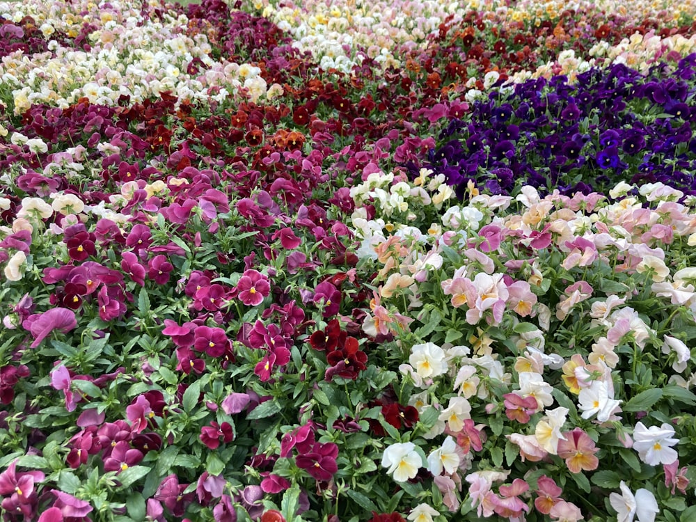 a field of flowers