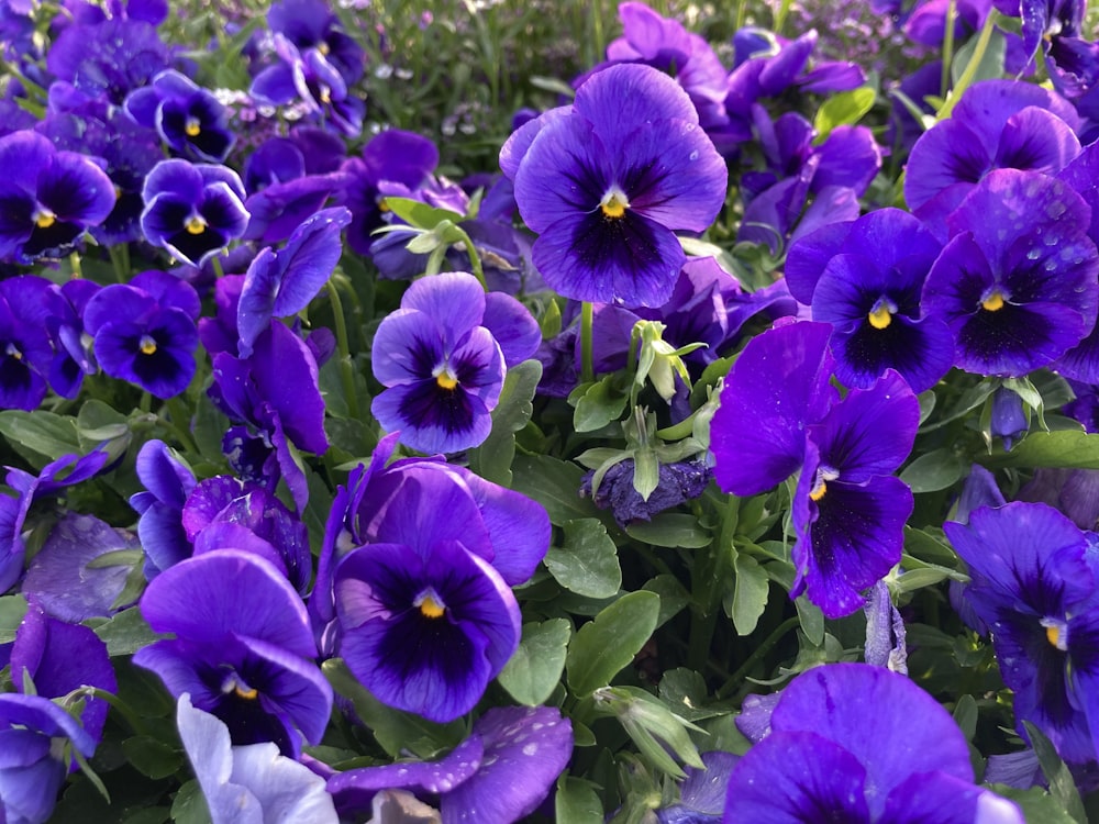 a group of purple flowers